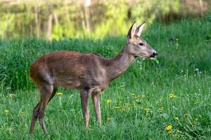 ovas cervo, Capreolus capreolus. selvagem ovas veado dentro natureza. foto