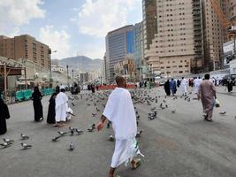 meca, saudita Arábia, marcha 2023 - pombos dentro a exterior pátio do masjid al-haram, meca, saudita arábia comer grão oferecido de peregrinos. foto