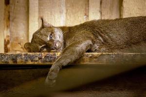 uma triste puma mentiras em uma quadro-negro. grande gato com Castanho cabelo. foto