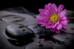 flor roxa em pedras pretas e água foto