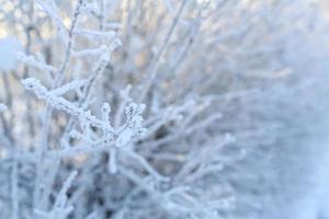 frio inverno dia, lindo geadas e tempo em árvores foto