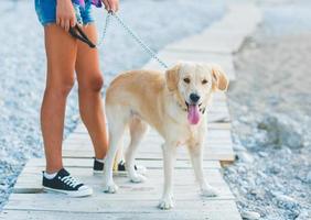 mulher com uma cachorro em uma andar em a de praia foto