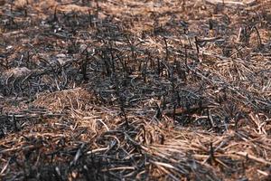 efeitos do fogo de capim nos solos. grama carbonizada após um incêndio de primavera. superfície preta do campo rural com uma grama queimada. consequências de incêndios criminosos e queimadas. após desastres naturais. foto