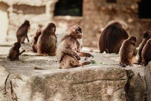 grupo de macacos sentado em uma pedra e comendo vegetais em seu habitat natural. animais selvagens foto