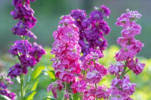 matthiola inca plantas estão uma delicado mas vibrante Adição para a Primavera jardim. foto