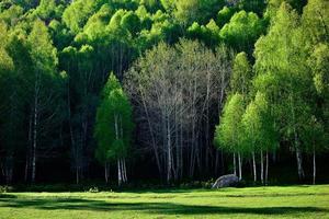 a lindo bétula floresta dentro Primavera dentro hemu Vila, Xinjiang é gostar uma país das fadas foto