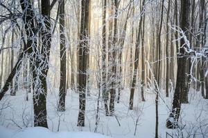 fresco neve tem caído dentro a floresta foto