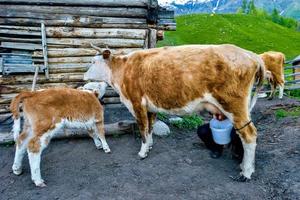 tuva pessoas dentro kanas lago estão ordenha vacas foto