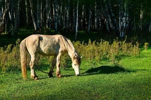 gado forrageamento dentro frente do a lindo bétula floresta dentro Primavera dentro hemu Vila, Xinjiang foto