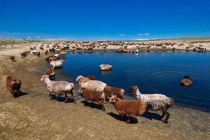 uma rebanho do ovelha e cavalos estão bebendo água por aí uma Claro lagoa dentro jungar bacia, Xinjiang foto