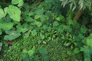 verde samambaia plantar dentro tropical floresta dentro cedo manhã foto