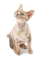 gato Devon rex foto