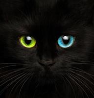 Preto gato com olhos do diferente cores fechar-se foto