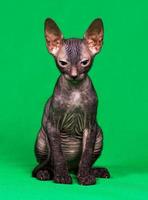 não sphynx gatinho foto