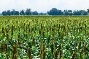 ótimo painço campo em verão dentro lop buri, agricultura foto