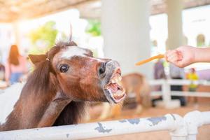 pequeno mão menina dando cenouras para anão cavalo, alimentando Comida foto