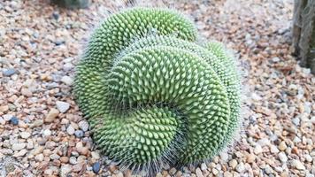 verde cacto plantas. para sempre verde plantas. agulhas em volta. foto