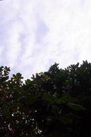 silhuetas do árvore folhas contra uma fundo do nuvens e Claro céu foto