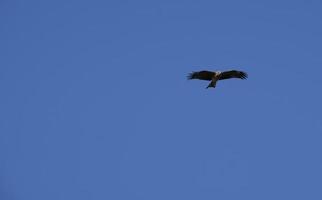 pipa preta - milvus migrans - no japão contra o céu azul foto