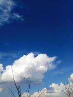 azul céu com nuvens e árvore foto