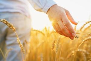 fêmea mão tocante trigo em a campo dentro uma pôr do sol luz