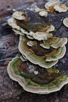 fungo de suporte peludo, ou trametes hirsuta, em um tronco foto