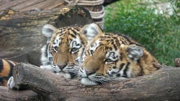 tigre siberiano, panthera tigris altaica.dois filhotes de tigre foto