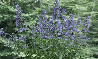 nepeta menta, caminhantes baixo foto