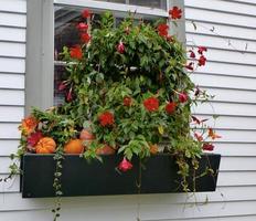 outono caixa de janela com mini abóboras e mandevilla foto