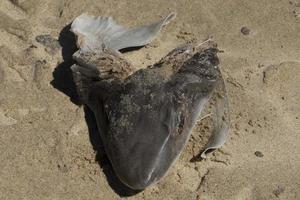 morto e barbatana cortado Tubarão em a de praia foto