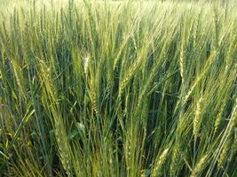 verde trigo campo panorama, trigo campo, cultivo campo foto