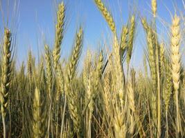 verde trigo campo panorama, trigo campo, cultivo campo foto