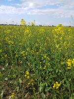 mostarda plantas fazenda, sarso khet tendo amarelo crescendo flor florescer, sementes oleaginosas debaixo azul céu foto