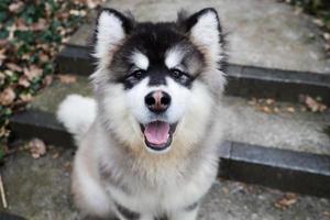 pequeno fofo cachorro alaskan malamute foto