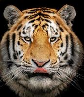 foto do uma siberian tigre