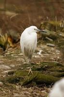 foto do uma branco garça