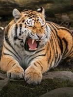 foto do uma siberian tigre