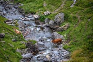 de várias vacas cruzando uma corrente foto