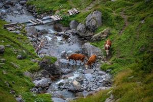 de várias vacas cruzando uma corrente foto