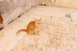 uma Castanho gato sentado em a chão foto