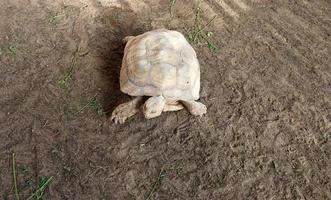 tartaruga dentro a jardim zoológico. lá estão muitos tipos do tartarugas. foto