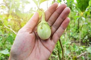 fresco verde tailandês Berinjela orgânico dentro mão dentro a vegetal agrícola Fazenda dentro Berinjela campo foto