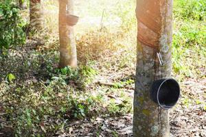 borracha plantação com Panela em árvore esperar para colhido cru látex a partir de natureza em borracha campo foto