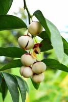 fruta do melientha suavis Pierre plantar em árvore opiliaceae ou pak pálido vegetal foto