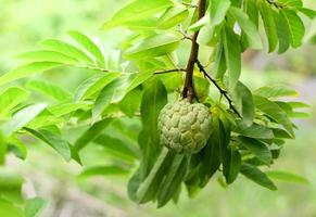 fresco açúcar maçã em árvore dentro a jardim tropical fruta creme maçã em natureza verde fundo foto