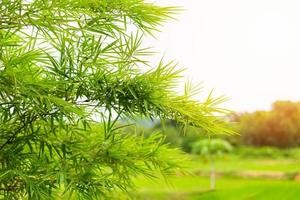 bambu folhas em pôr do sol fundo verde bambu árvore em campo agricultura Ásia foto