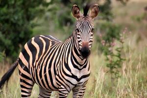 zebra em Ruanda foto