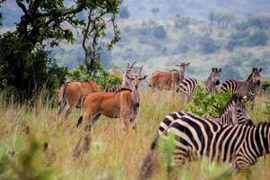 vida selvagem em ruanda foto