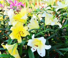 colorida lírio flor florescendo dentro a Primavera jardim lilium híbridos foto