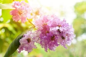 da rainha flor roxa árvore ou lagerstroemia barulhento flores florescendo dentro a jardim parque - Inthanin flor foto